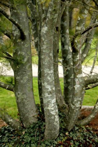 Lacebark Pine tree trunks